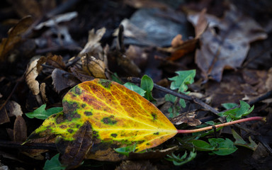 Colorful Leaf