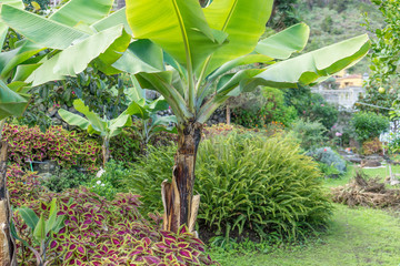 banana tree / banana tree in a garden