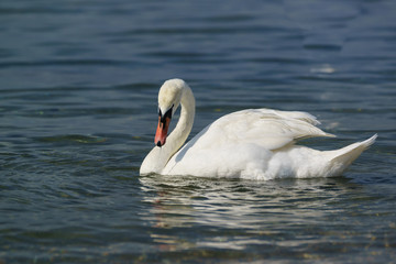 Single white adult mute Swan (lat. Cygnus olor) is a bird of the duck family - the blue water