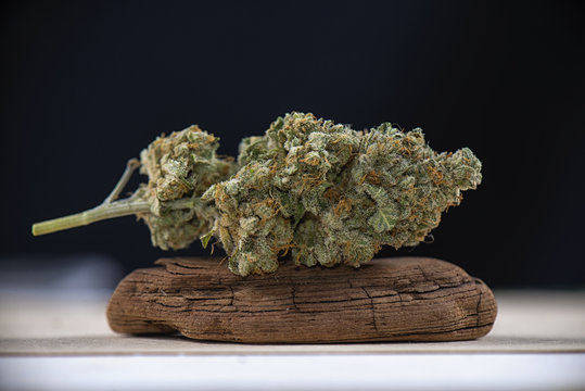 Single cannabis bud (mangolope marijuana strain) on dark background