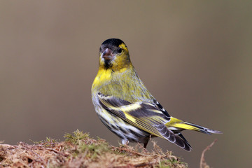 Siskin