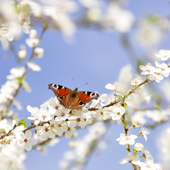 Papillon sur un pruniller  en fleurs 