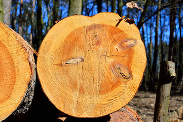 Pnie drzew na wycince lasu © W Korczewski