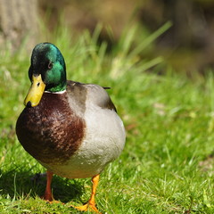 Col vert , oiseau , mâle 