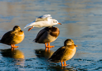 Birds on the ice