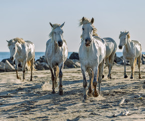 White Camargue Horses on the beach in Parc Regional de Camargue - Provence, France