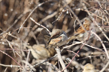 A sparrow in the bushes cleans its feathers ...