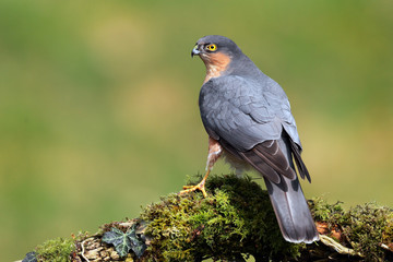 Sparrowhawk