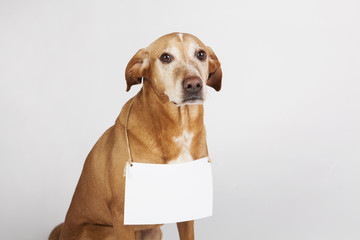 Brown dog with white table for text.  To adopt homeless animal.