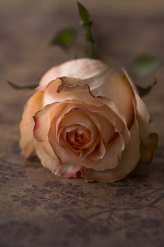Single pink rose 