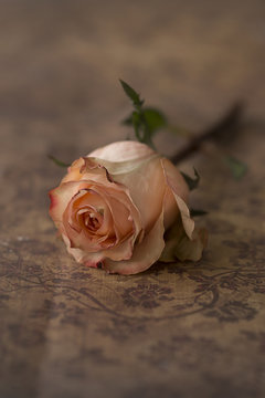 Single pink rose, close up 