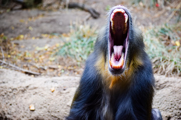 Screaming Mandrill 3 - male monkey open mouth intimidating teeth roar