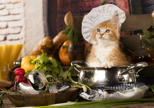 Kitten in a cook's cap,.Cat cook
