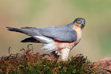 Sparrowhawk