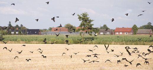 Krähen auf einem Feld