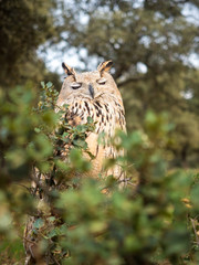 Siberian owl (Bubo bubo) sleeping in the forest