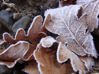 Frozen leaves
