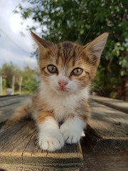 Cute Kitten