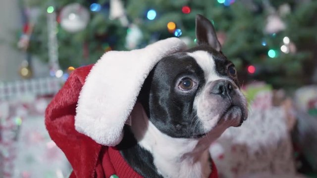 Cute Boston Terrier Dog with Ear Flopping from Santa Hat by Christmas Tree