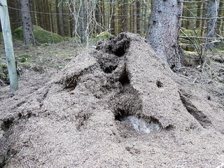 Anthill too