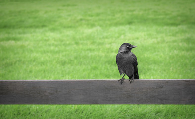 Crow perched on a fence.