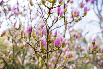 Blooming purple magnolia. Beautiful magnolia with buds