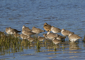 Dunlin( Calidris alpine) sleeping in shallow water at Fort Desoto Park, Tierra Verde, Florida..