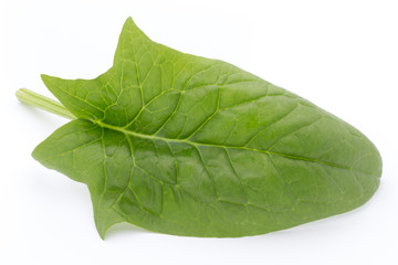 Obraz premium Fresh leaves of spinach on the white background.