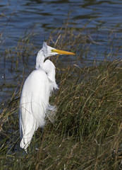 Great Egret (Ardea alba) standing in grass along a bay looking for food.