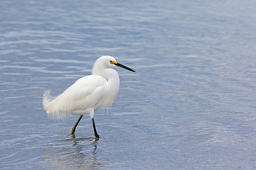 Snowy Egret ( Egretta thula) walking though shallow water looking for food.