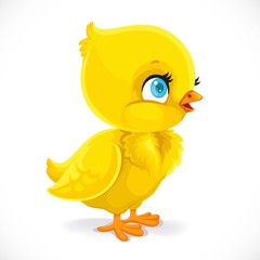 Little baby chick isolated on a white background
