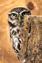 Little Owl playing Peek-a-Boo
