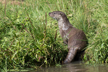 Otter emerging from the Water