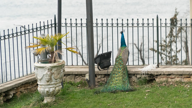 Istanbul, Turkey - March 2, 2017:  A peacock walking in the gardens of Adile Sultan palace in Istanbul