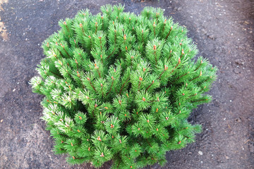 Dwarf cultivar pine (Pinus mugo "Mops") in the garden © argot