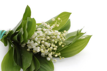 Obraz premium Muguet