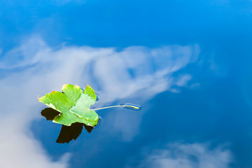 Green leaf floating on water with cloudy sky reflection