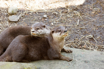 Eurasian otter (Lutra lutra) resting on a rock