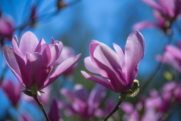 fleur de magnolia rose pâle