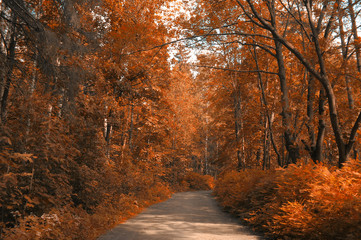 Autumn alley park