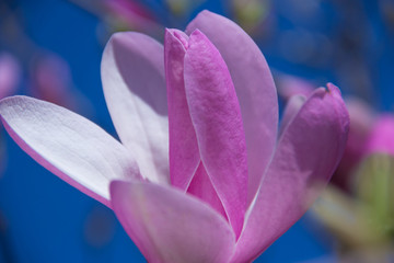 fleur de magnolia rose pâle