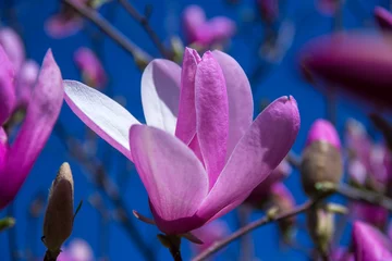 Tissu par mètre Magnolia  pale pink magnolia flower