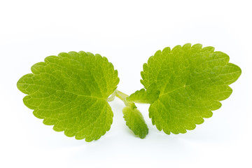Fresh mint leaves isolated on white background. © gitusik