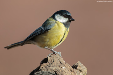 Portrait tit