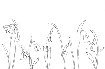 Snowdrop flowers pen sketch