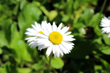 White daisies close up