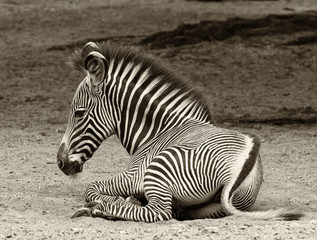 Fototapeta premium Young zebra at rest in sepia tones