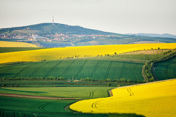 Spring farmland on hills. Green and yellow spring fields.