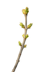 Blossoming buds on tree