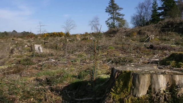 Deforestation - cut down trees